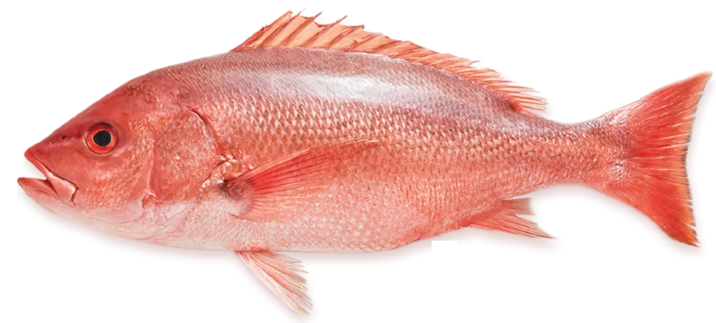 Huachinango